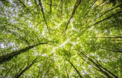 Simpozij: „Zaštita šuma – stabilnost šumskih ekosistema“