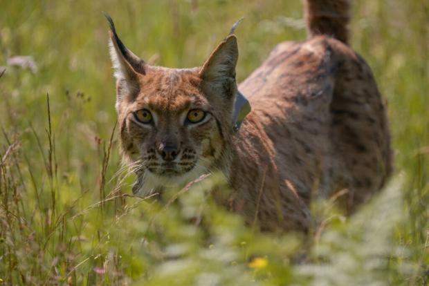 Predstavljanje | LIFE LYNX projekt – naseljavanje risova (Lynx lynx) iz Karpata u Dinaride