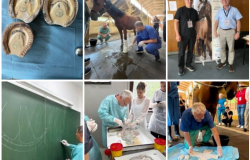 WEVA Intermediate Meeting 2026 uspješno održan na Veterinarskom fakultetu UNSA