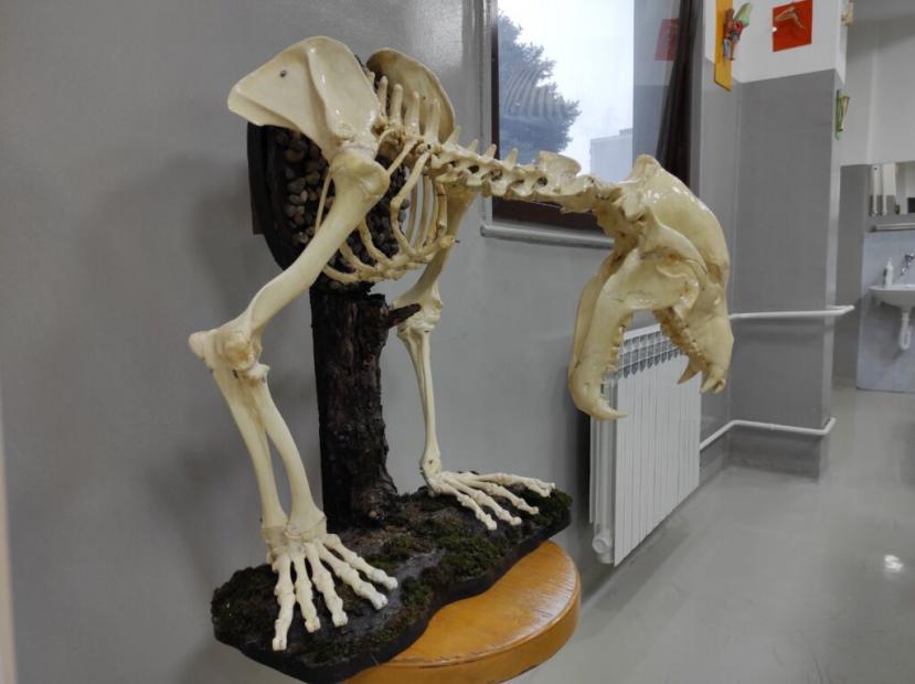 Anatomski muzej Veterinarskog fakulteta UNSA bogatiji za poluskelet medvjeda