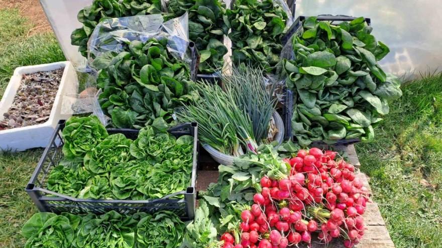 Proizvode dok uče: Studenti obrali i donirali uzgojeno povrće