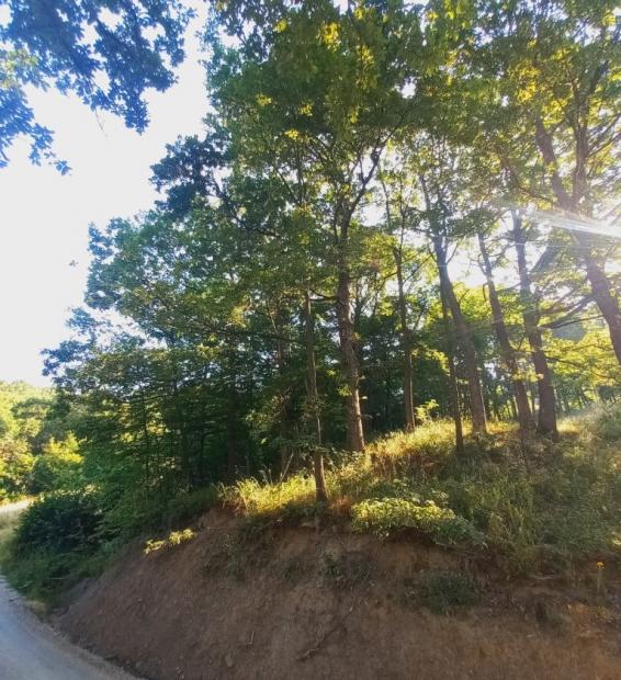 Istraživanje unutarpopulacijske i međupopulacijske varijabilnosti hrasta kitnjaka (Quercus petraea (Matt.) Lieblein.) u Bosni i Hercegovini i izrada prijedloga mjera konzervacije