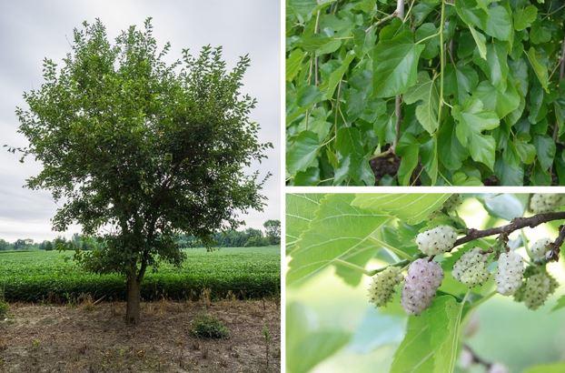 Provedeno istraživanje orijentirano na pronalazak novih prirodnih biomolekula u okviru aktivnosti projekta "Bioaktivni profil i prediktivno modeliranje djelovanja bijelog duda u borbi protiv antibiotske rezistencije i SARS-CoV-2"