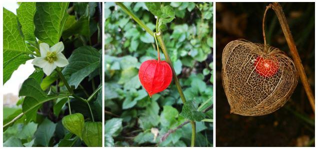 Terapijska primjenjivost rezultata projekta Bioaktivni profil i protektivni učinci na humano zdravlje šumske mjehurice - neiskorištenog blaga Bosne i Hercegovine