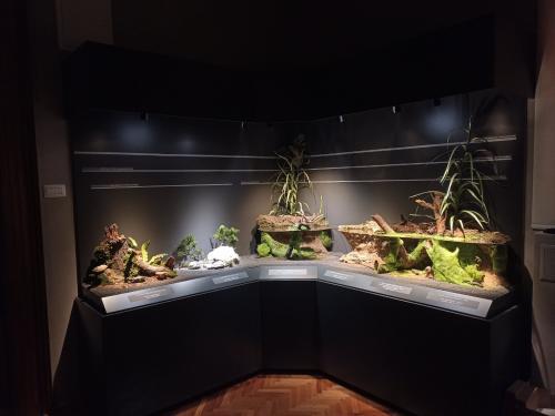 Zemaljski muzej BiH | Nova stalna izložba "Vodozemci i gmizavci Bosne i Hercegovine"