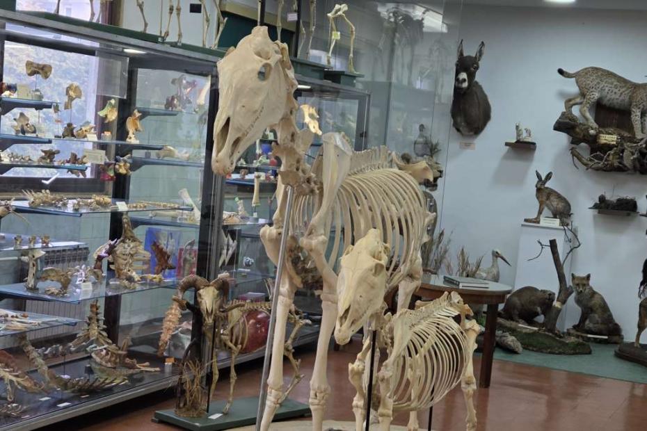 Anatomski muzej Veterinarskog fakulteta UNSA neiscrpan izvor za naučnoistraživački rad