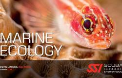 Prezentacija "Uvod u Marinsku ekologiju sa prezentacijom programa Blue Oceans i SCUBA ronjenja za potrebe podvodnih istraživačkih radova”