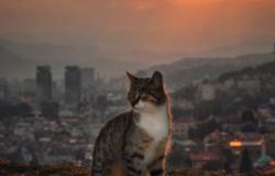 Četvrto izdanje studentskog časopisa “Veterinar”