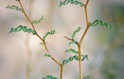 Objavljen novi broj naučnog časopisa „Genetics & Applications“