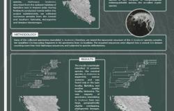 Studentica Prirodno-matematičkog fakulteta UNSA Džana Kuna predstavlja svoje istraživanje u okviru 3MT takmičenja