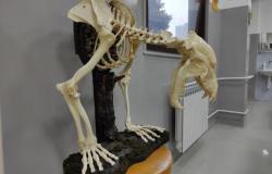 Anatomski muzej Veterinarskog fakulteta UNSA bogatiji za poluskelet medvjeda