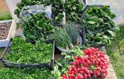 Proizvode dok uče: Studenti obrali i donirali uzgojeno povrće