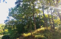 Istraživanje unutarpopulacijske i međupopulacijske varijabilnosti  hrasta kitnjaka (Quercus petraea (Matt.) Lieblein.) u Bosni i Hercegovini i izrada prijedloga mjera konzervacije