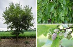 Provedeno istraživanje orijentirano na pronalazak novih prirodnih biomolekula u okviru aktivnosti projekta "Bioaktivni profil i prediktivno modeliranje djelovanja bijelog duda u borbi protiv antibiotske rezistencije i SARS-CoV-2"