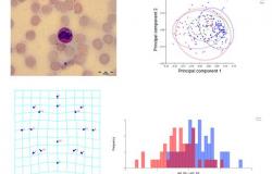 Primjena geometrijske morfometrije u anatomskim i eksperimentalnim studijama