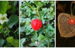 Terapijska primjenjivost rezultata projekta Bioaktivni profil i protektivni učinci na humano zdravlje šumske mjehurice - neiskorištenog blaga Bosne i Hercegovine