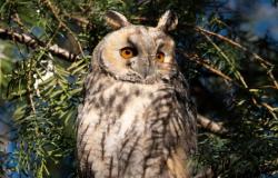 Novi broj studentskog časopisa "Veterinar"