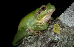 Genetički monitoring u doba klimatskih promjena – novi rad objavljen u prestižnom časopisu Nature Ecology and Evolution