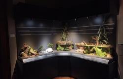 U Zemaljskom muzeju BiH otvorena nova stalna izložba „Vodozemci i gmizavci Bosne i Hercegovine”