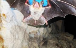 Potpisan Ugovor o dodjeli finansijskih sredstava za realizaciju projekta “Istraživanje biodiverziteta i zdravstvenog statusa šišmiša na području FBiH”