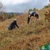 Studenti Šumarskog fakulteta UNSA u akciji pošumljavanja 