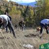 Studenti Šumarskog fakulteta UNSA u akciji pošumljavanja 