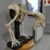 Anatomski muzej Veterinarskog fakulteta UNSA bogatiji za poluskelet medvjeda
