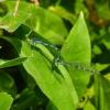 Potočni plavac, Coenagrion ornatum (Selys, 1850), Ljubuško polje