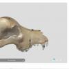 Uspostavljanje kolekcije 3D modela na Univerzitetu u Sarajevu – Veterinarskom fakultetu
