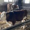 Potpisan Sporazum o nastavnoj, naučnoj i stručno-tehnološkoj saradnji između Veterinarskog fakulteta UNSA, JU Srednja poljoprivredna škola "Sanus Futurum" i Ministarstva obrazovanja, nauke, kulture i sporta Unsko-sanskog kantona