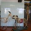 Anatomski muzej Veterinarskog fakulteta UNSA neiscrpan izvor za naučnoistraživački rad