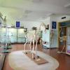 Anatomski muzej Veterinarskog fakulteta UNSA neiscrpan izvor za naučnoistraživački rad